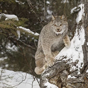 Canada lynx in winter, Lynx canadensis, controlled situation