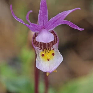 Canada, Manitoba, Agassiz Provincial Forest. Calypso orchid close-up