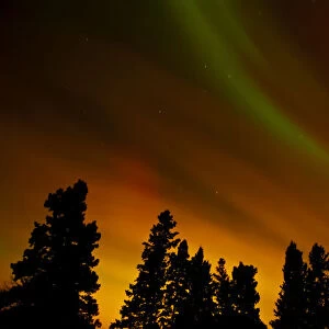 Canada, Manitoba, Birds Hill Provincial Park. Aurora borealis and trees. Credit as
