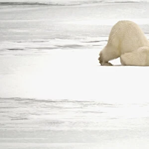 Canada, Manitoba, Churchill. Polar bear scratching itself on frozen tundra. Credit as