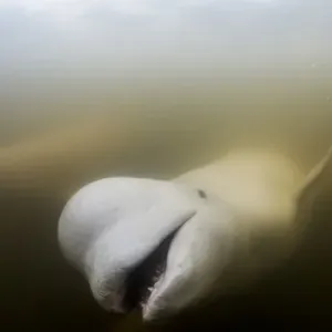 Beluga Whale Print - Underwater View in Churchill River Beluga Whale Print - Underwater View in Churchill River