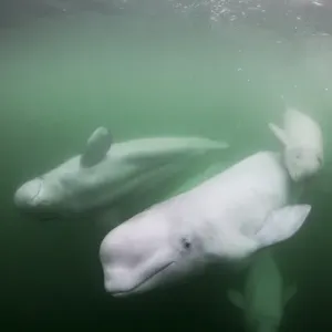 Beluga Whale Calf Underwater Print Beluga Whale Calf Underwater Print