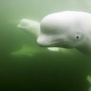 Beluga Whale Pod Underwater Print Beluga Whale Pod Underwater Print