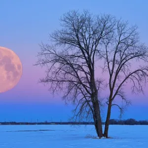 Dugald Dawn Print: Full Moon and Cottonwood Tree Dugald Dawn Print: Full Moon and Cottonwood Tree