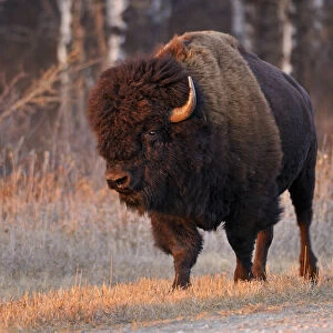 Canada, Manitoba, Riding Mountain National Park. Close-up of male American plains bison