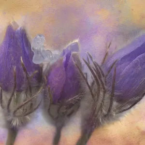 Canada, Manitoba, Rosser. Prairie crocus after a spring snowfall