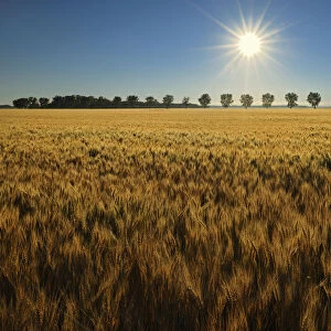 Canada, Manitoba, Starbuck. Sunrise on wheat crop