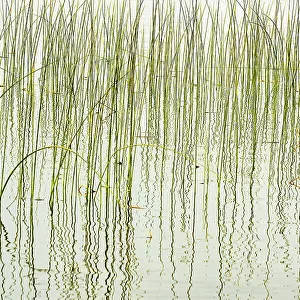 Canada, Manitoba, Wekusko Falls Provincial Park. Reeds reflect patterns in Wekusko Lake