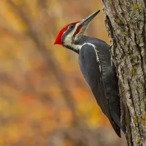 Canada, Manitoba, Winnipeg. Pileated woodpecker on maple tree