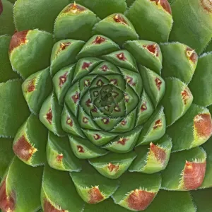 Canada, Manitoba, Winnipeg. Shape and color patterns on succulent plant