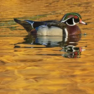 Canada, Manitoba, Winnipeg. Wood duck male in water