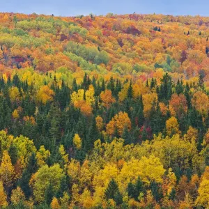 Autumn Foliage in Aroostook's Acadian Forest Print Autumn Foliage in Aroostook's Acadian Forest Print