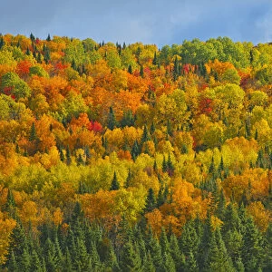 Canada, New Brunswick, Saint-Joseph. Forest in autumn foliage