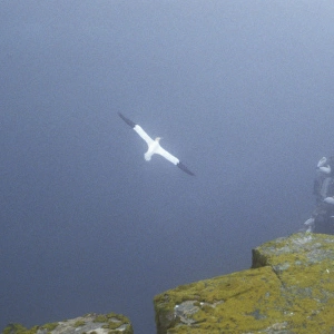 Canada, Newfoundland, Cape St. Mary s. Colony of northern gannets in the fog