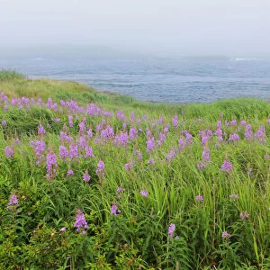 Canada, Nova Scotia, Bay of Fundy. Fireweed and fog on bay