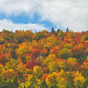 Canada, Nova Scotia, Indian Brook. Forest in autumn foliage