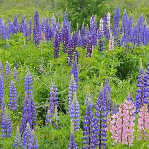 Canada Print: Lunenburg Field with Lupine Flowers Canada Print: Lunenburg Field with Lupine Flowers