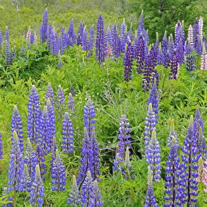 Canada, Nova Scotia, Lunenberg. Lupine flowers in field