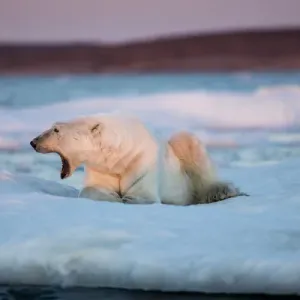 Kanada, Territorium Nunavut, Erwachsener männlicher Polarpolarbär (Ursus maritimus) atmet auf während er ruht Kanada, Territorium Nunavut, Erwachsener männlicher Polarpolarbär (Ursus maritimus) atmet auf während er ruht
