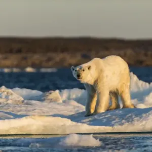 Canada Nunavut Territory Polar Bear Drifting Pack Ice Print Canada Nunavut Territory Polar Bear Drifting Pack Ice Print