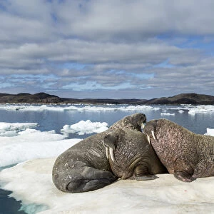 Canada, Nunavut Territory, Repulse Bay, Group of Walrus (Odobenus rosmarus) resting
