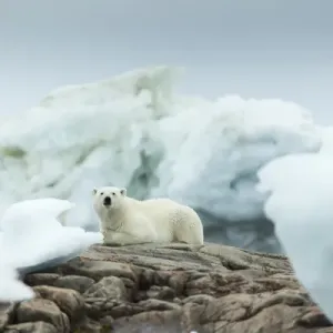 Canada, Nunavut Territory, Repulse Bay, Polar Bear (Ursus maritimus) resting on rocky Canada, Nunavut Territory, Repulse Bay, Polar Bear (Ursus maritimus) resting on rocky