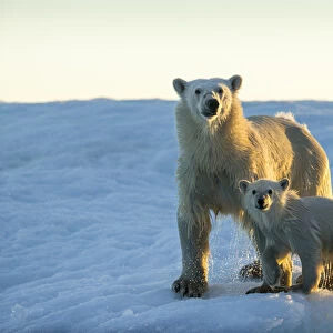 Canada, Nunavut Territory, Repulse Bay, Polar Bear and Cub (Ursus maritimus) standing