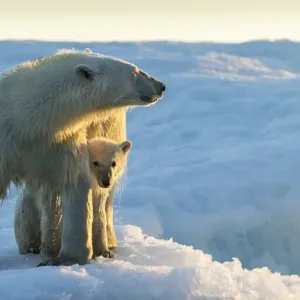 Canada, Nunavut Territory, Repulse Bay, Polar Bear and Cub (Ursus maritimus) standing Canada, Nunavut Territory, Repulse Bay, Polar Bear and Cub (Ursus maritimus) standing