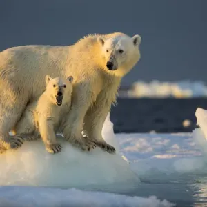 Canada, Nunavut Territory, Repulse Bay, Polar Bear Cub (Ursus maritimus) beneath Canada, Nunavut Territory, Repulse Bay, Polar Bear Cub (Ursus maritimus) beneath