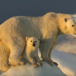 Canada, Nunavut Territory, Repulse Bay Polar Bear Cub Print Canada, Nunavut Territory, Repulse Bay Polar Bear Cub Print