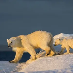 Nunavut Polar Bear Cub Print Nunavut Polar Bear Cub Print