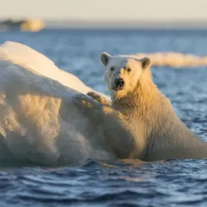Polar Bear and Young Cub Print, Nunavut Territory, Canada Polar Bear and Young Cub Print, Nunavut Territory, Canada