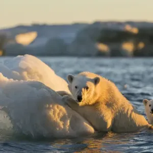 Canada, Nunavut Territory, Polar Bear and Young Cub Print Canada, Nunavut Territory, Polar Bear and Young Cub Print