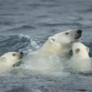 Polar Bear and Young Cubs Print, Nunavut Territory, Canada Polar Bear and Young Cubs Print, Nunavut Territory, Canada