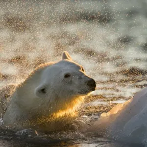 Canada, Nunavut Territory, Polar Bear Shakes Off Water Print Canada, Nunavut Territory, Polar Bear Shakes Off Water Print