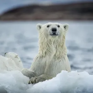 Canada, Nunavut Territory, Repulse Bay, Polar Bear (Ursus maritimus) holding onto Canada, Nunavut Territory, Repulse Bay, Polar Bear (Ursus maritimus) holding onto