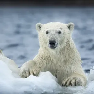 Canada, Nunavut Territory, Repulse Bay Polar Bear Print Canada, Nunavut Territory, Repulse Bay Polar Bear Print
