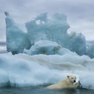 Canada Nunavut Territory Polar Bear Climbing Print Canada Nunavut Territory Polar Bear Climbing Print