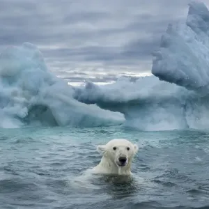 Canada Nunavut Territory Repulse Bay Polar Bear Print Canada Nunavut Territory Repulse Bay Polar Bear Print