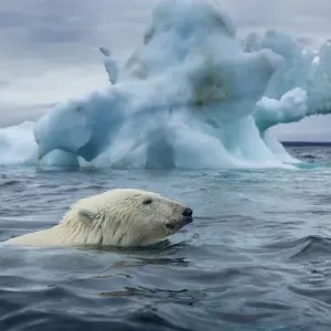 Canada, Nunavut Territory, Repulse Bay, Polar Bear (Ursus maritimus) swimming past Canada, Nunavut Territory, Repulse Bay, Polar Bear (Ursus maritimus) swimming past