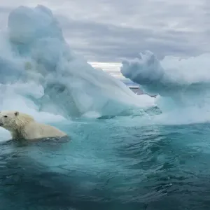 Nunavut Territory, Polar Bear beside Melting Iceberg Print Nunavut Territory, Polar Bear beside Melting Iceberg Print