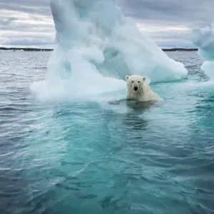 Polar Bear Swimming Beside Melting Iceberg Print Polar Bear Swimming Beside Melting Iceberg Print