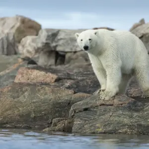 Canada, Nunavut Territory, Repulse Bay Polar Bear Print Canada, Nunavut Territory, Repulse Bay Polar Bear Print