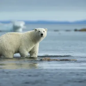 Polar Bear Walking Along Nunavut's Rocky Coastline Print Polar Bear Walking Along Nunavut's Rocky Coastline Print