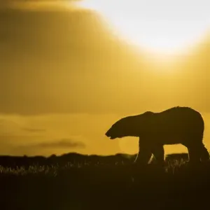 Polar Bear at Sunset, Hudson Bay Nunavut Print Polar Bear at Sunset, Hudson Bay Nunavut Print