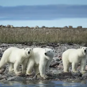 Canada, Nunavut Territory, Repulse Bay, Polar Bear (Ursus maritimus) walking with Canada, Nunavut Territory, Repulse Bay, Polar Bear (Ursus maritimus) walking with