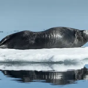 Canada, Nunavut Territory, Repulse Bay Bearded Seal Print Canada, Nunavut Territory, Repulse Bay Bearded Seal Print