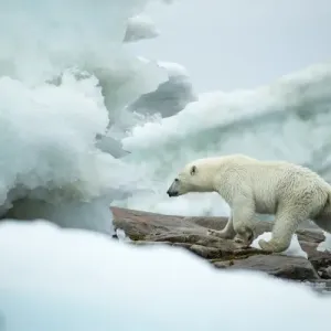 Canada, Nunavut Territory, Repulse Bay, Polar Bear (Ursus maritimus) walking amid Canada, Nunavut Territory, Repulse Bay, Polar Bear (Ursus maritimus) walking amid