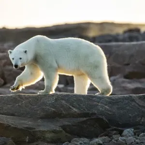 Kanada, Territorium der Provinz Nunavut, Ort mit mittlerer Sonnenschein um Mitternacht Licht des Polarkuches Ursus maritimus Kanada, Territorium der Provinz Nunavut, Ort mit mittlerer Sonnenschein um Mitternacht Licht des Polarkuches Ursus maritimus