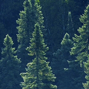 Canada, Ontario. Algonquin Provincial Park. Black spruce trees backlit. Credit as